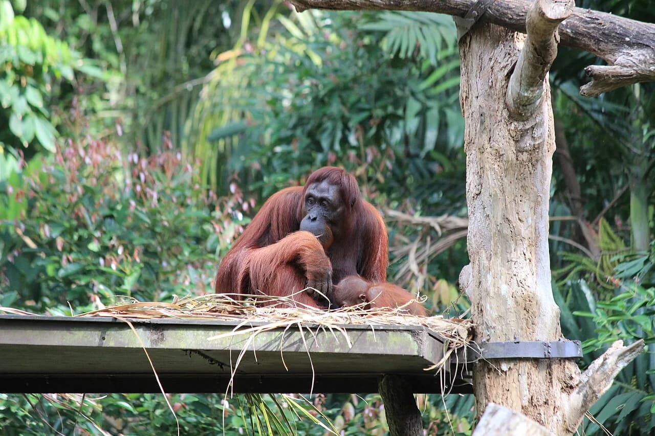 Singapore Zoo and Night Safari with Kids: The Ultimate Planning Guide