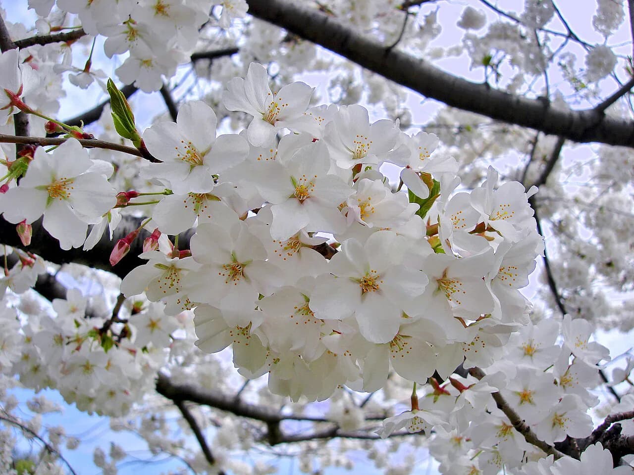 DC Cherry Blossom Festival With Kids: Family-Friendly Activities and Survival Tips (2026)