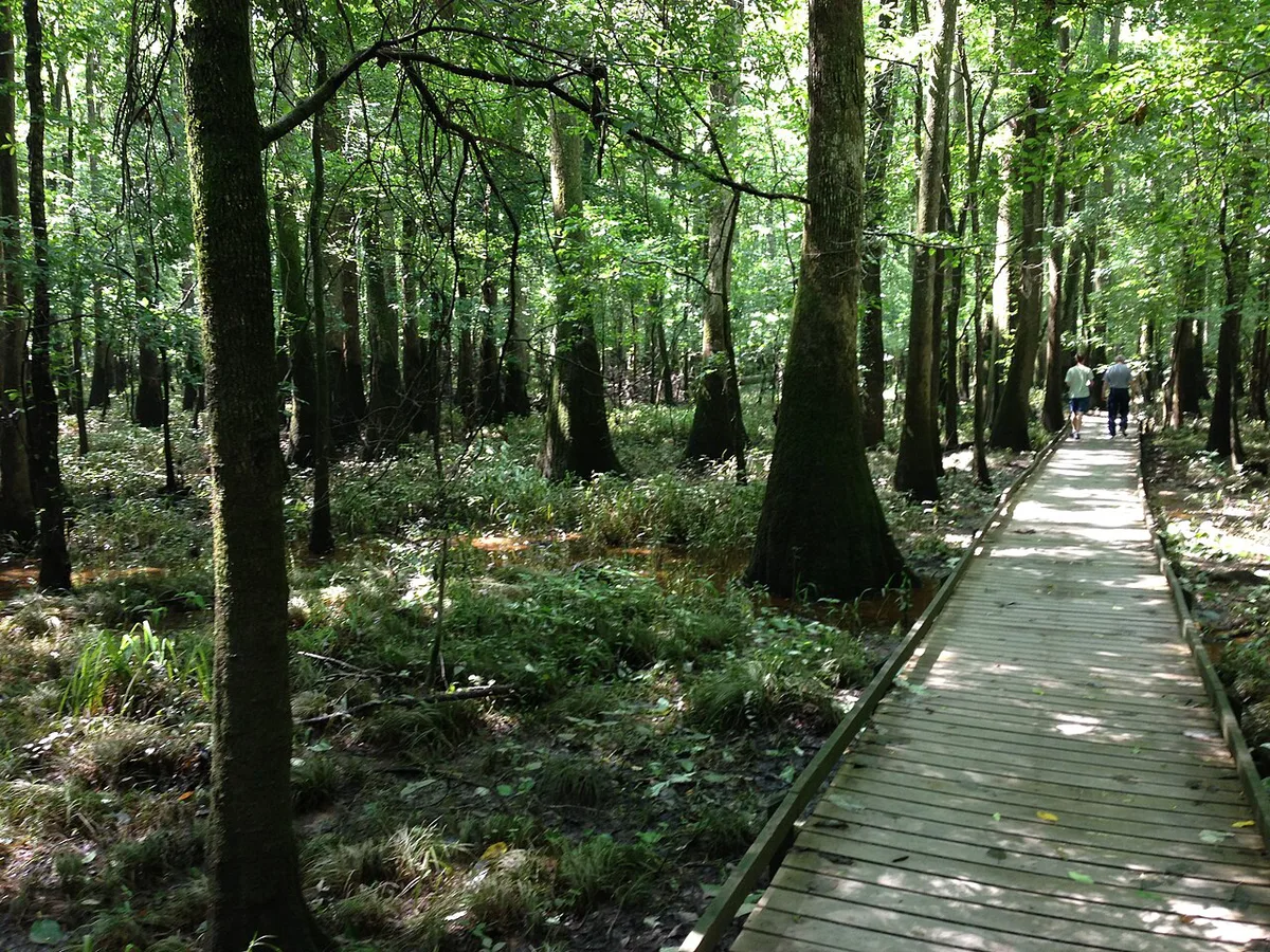 Boardwalk trail through old-growth forest at Congaree National Park near Columbia, South Carolina — 1