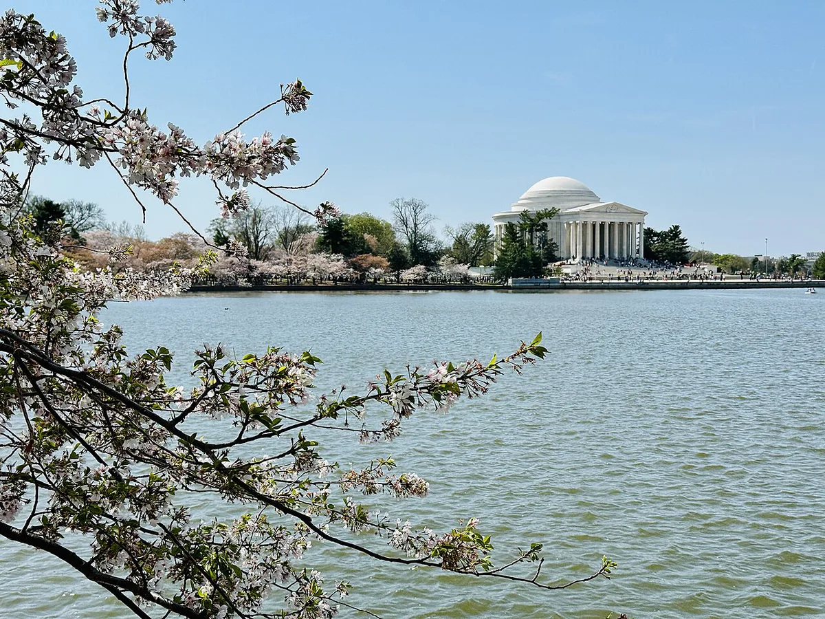 Cherry blossoms ringing the Tidal Basin with the Jefferson Memorial, Washington DC — 2