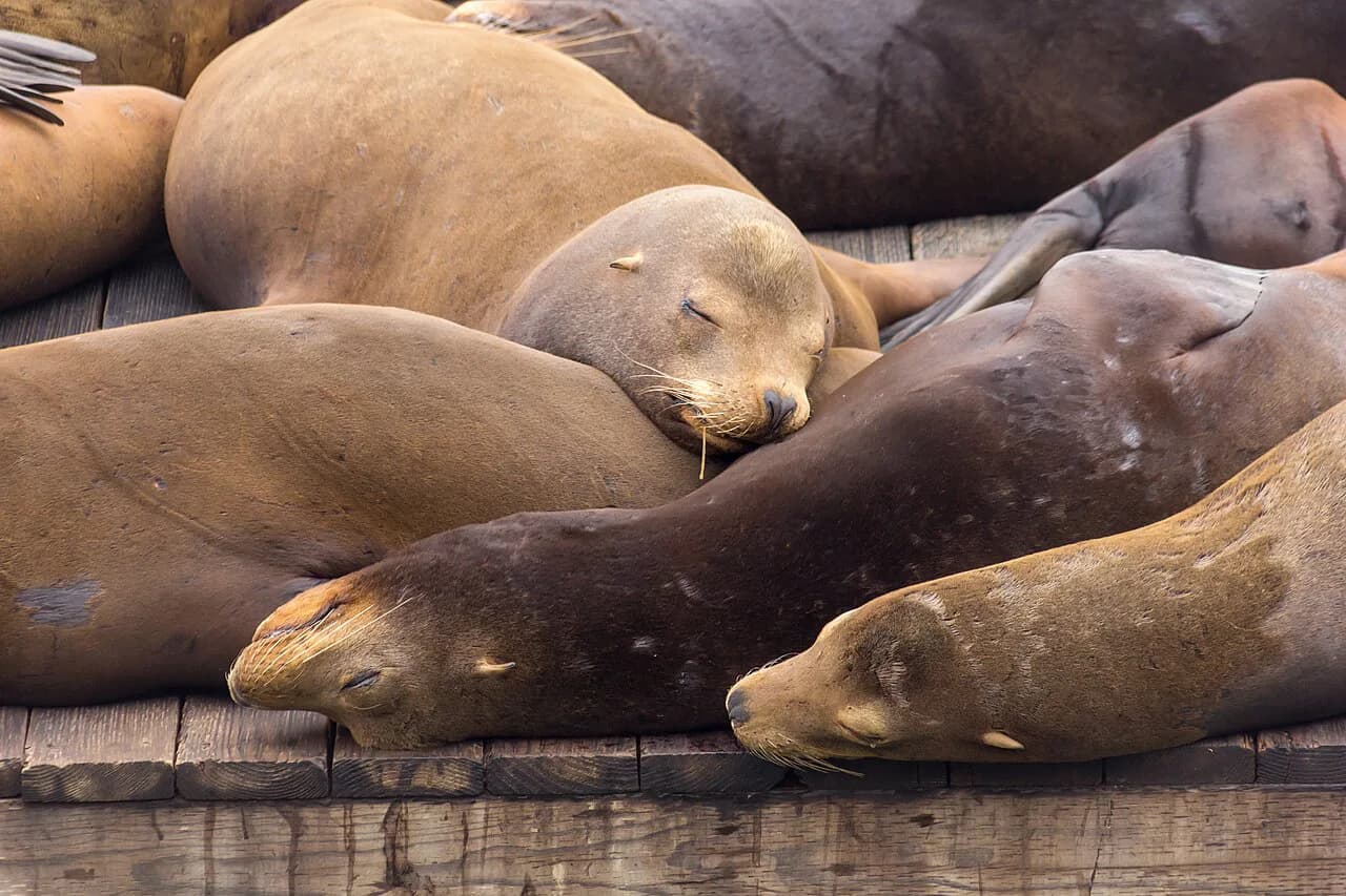 Fisherman's Wharf and Pier 39 with Kids: A Local's Survival Guide